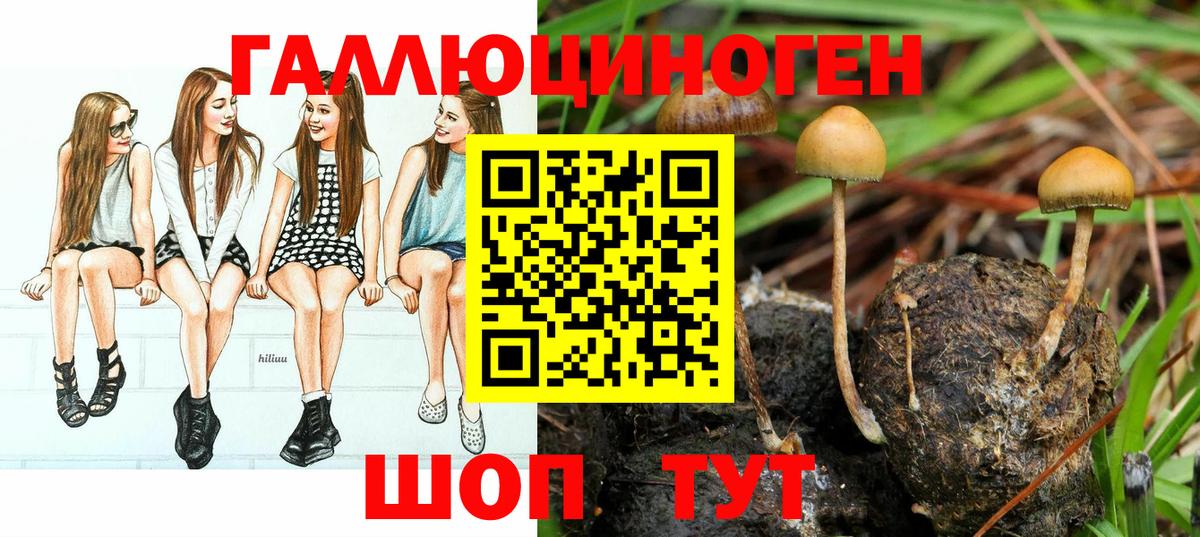 Псилоцибиновые грибы Cubensis Можайск